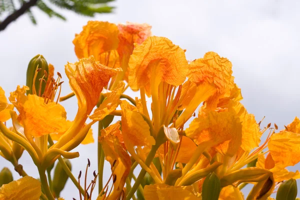 Gele pauw bloem — Stockfoto