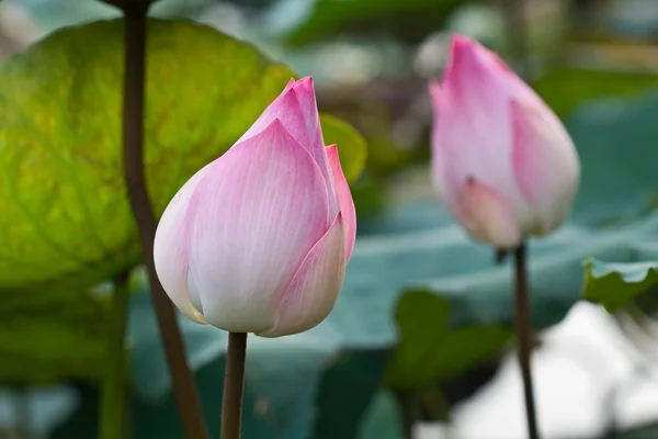 Rózsaszín lótuszvirág bimbó — Stock Fotó