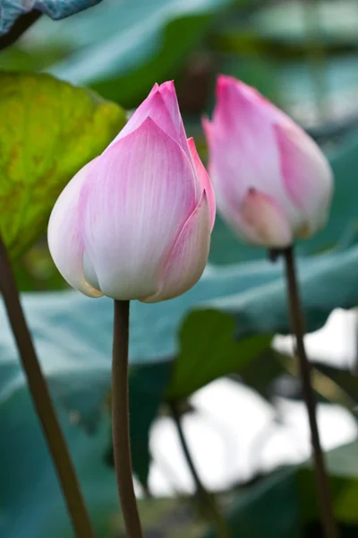 Flor de Loto Rosa Bud —  Fotos de Stock