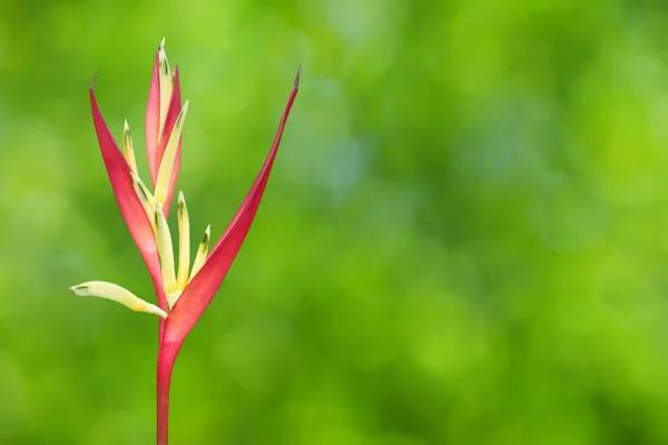 Heliconia tropicale — Foto Stock