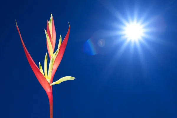 Tropiska heliconia — Stockfoto