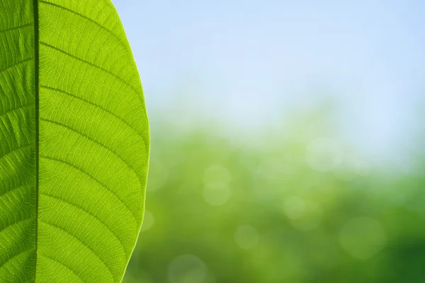 Hoja verde sobre fondo de primavera —  Fotos de Stock