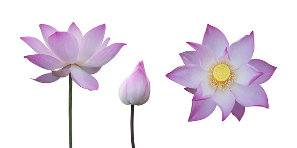 Kolekcja lotosu różowy — Zdjęcie stockowe