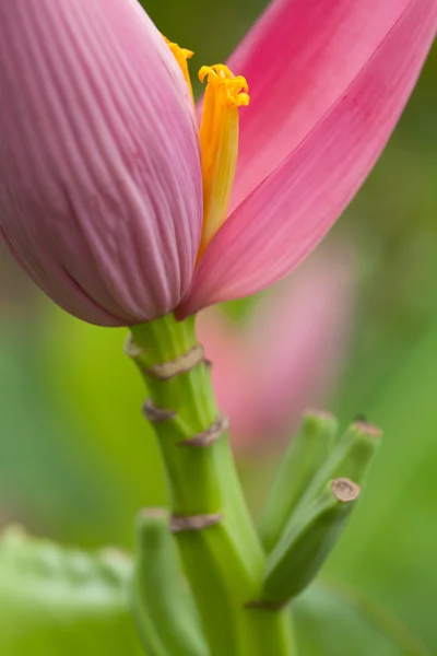 香蕉花 — 图库照片