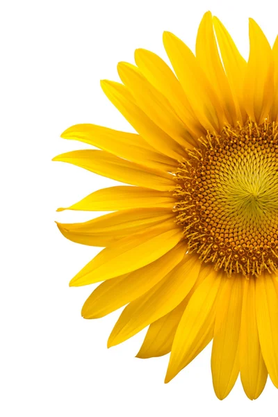 Girasole — Foto Stock