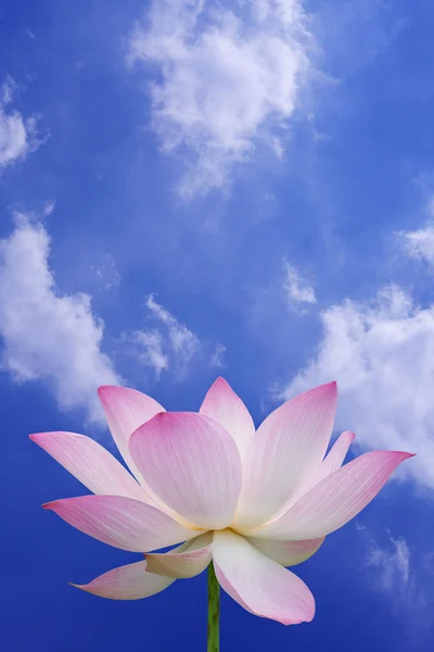 Rosa Lotus mit blauem Himmel — Stockfoto