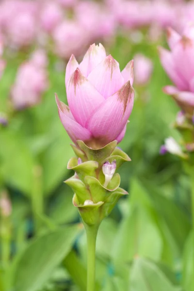 Campo rosa de Siam tulipán —  Fotos de Stock