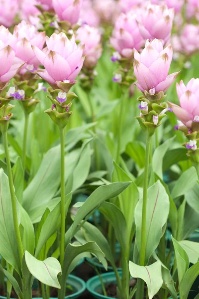 Różowy pola tulipanów siam — Zdjęcie stockowe