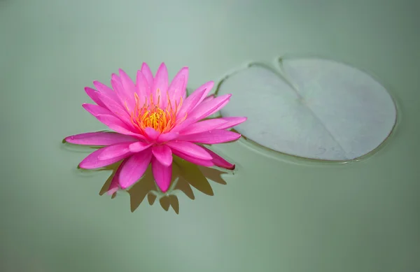 Gros plan de Lotus rose — Photo