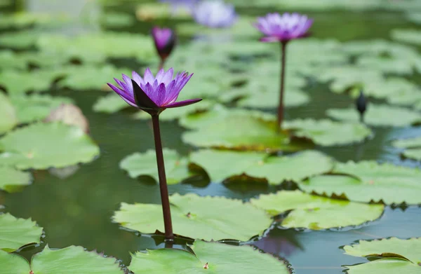 Fiore di loto nello stagno — Foto Stock