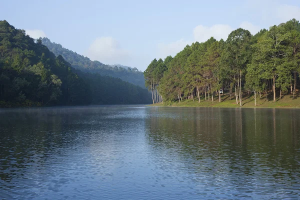 Paysage avec lac de pins — Photo