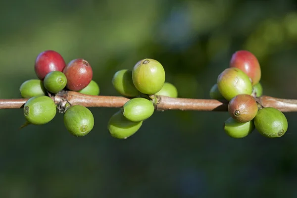 Chicchi di caffè che maturano su pianta — Foto Stock