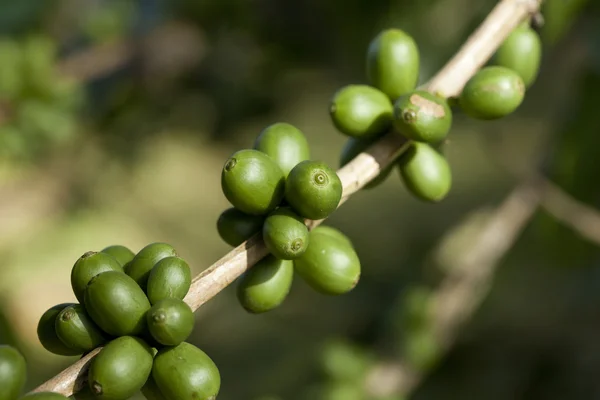 Kávová zrna zrání na rostlině — Stock fotografie