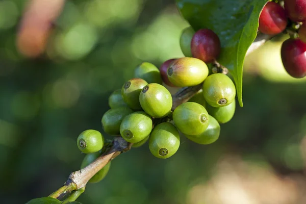 Chicchi di caffè che maturano su pianta — Foto Stock