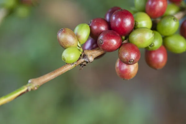 Chicchi di caffè che maturano su pianta — Foto Stock