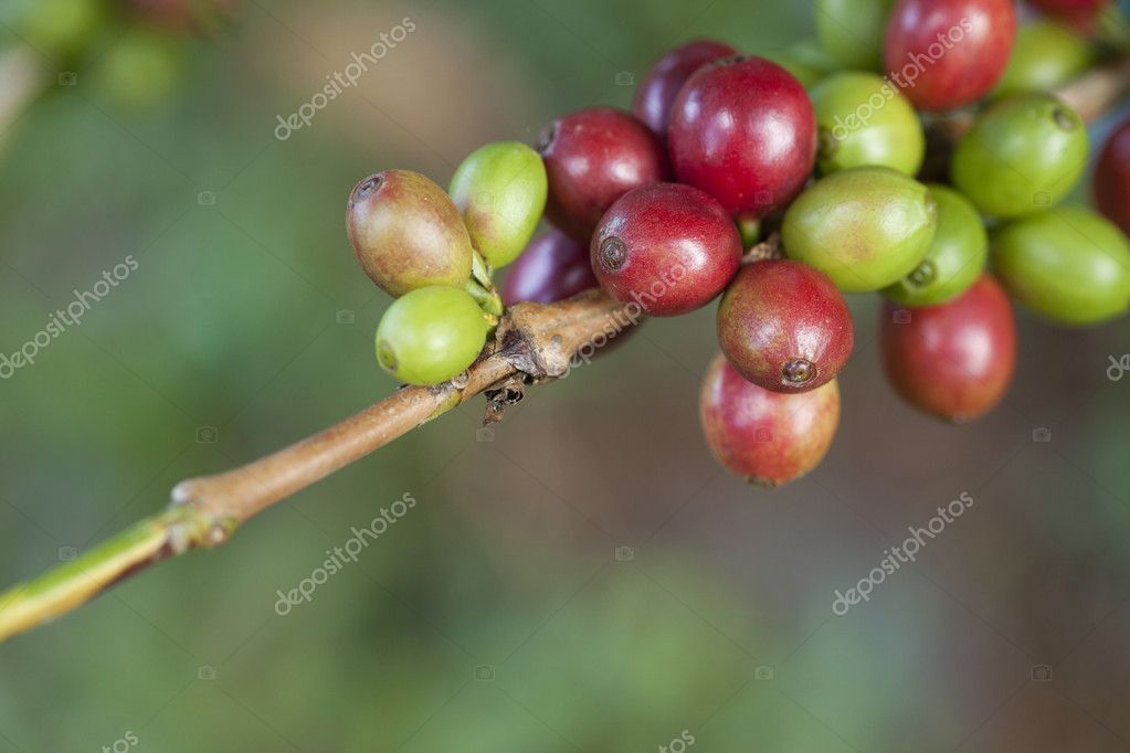 Coffee beans ripening on plant — Stock Photo © foto76 12228543