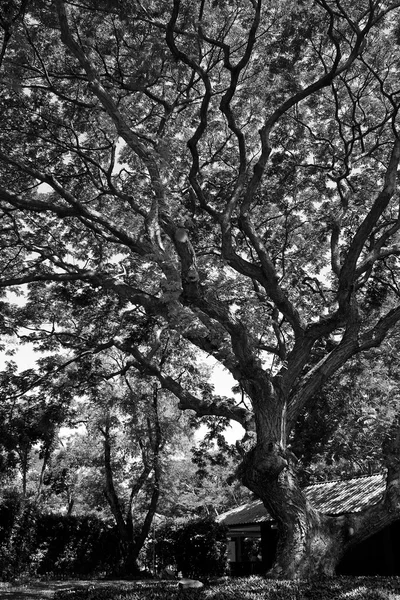 Tree branches — Stock Photo, Image