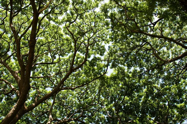 Gałęzie drzewa — Zdjęcie stockowe