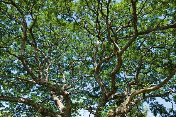 Ramas de árboles —  Fotos de Stock