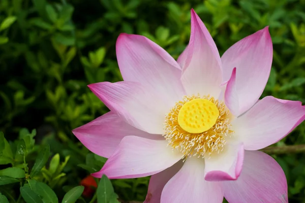 Water Lily — Stock Photo, Image