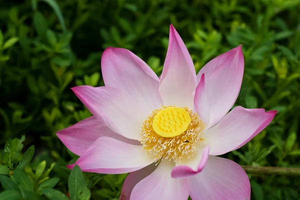 Water Lily — Stock Photo, Image