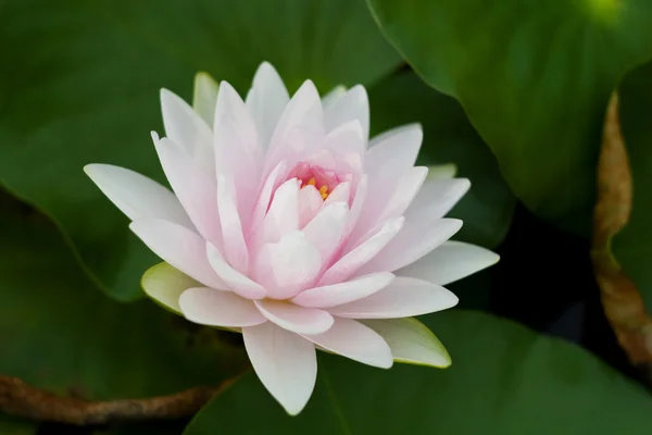 Water Lily — Stock Photo, Image