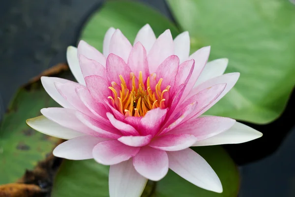 Lirio de agua rojo — Stockfoto