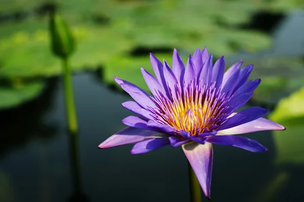 Lirio de agua — Foto de Stock