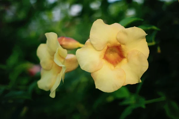 Allamanda çiçek — Stok fotoğraf