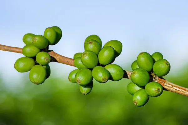 Grüne Kaffeebohnen — Stockfoto