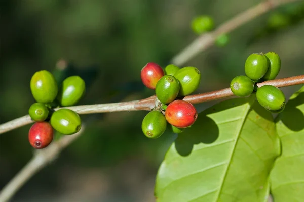 Koffiebonen — Stockfoto