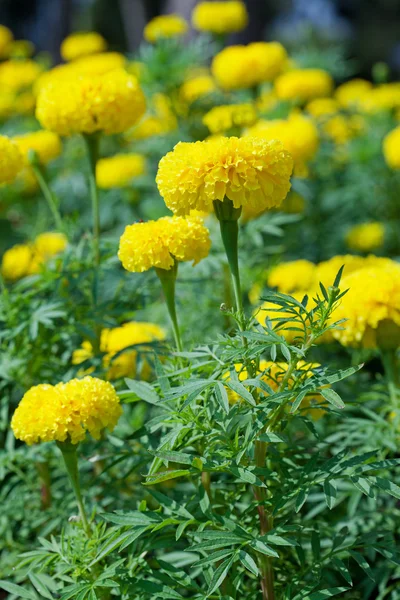 Jardín de flores de caléndula — Foto de Stock