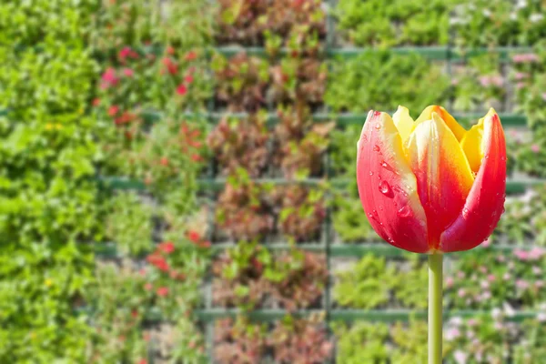 Rote Tulpe — Stockfoto