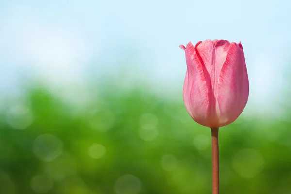 Primo piano di Tulip — Foto Stock