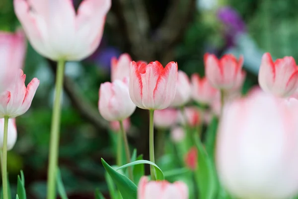 Bliska tulipanów — Zdjęcie stockowe