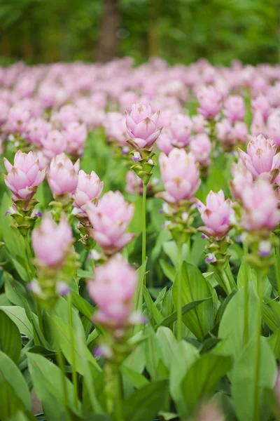 Tulipán Sziám rózsaszín mező — Stock Fotó