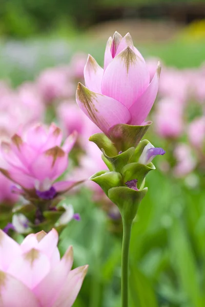 Рожевий поле Сіам tulip — стокове фото