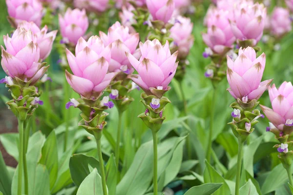 Campo rosa de Siam tulipán —  Fotos de Stock