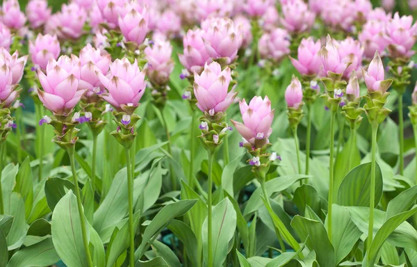 Campo rosa de Siam tulipán — Foto de Stock
