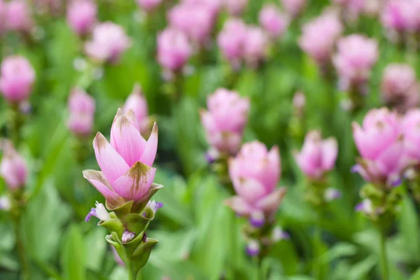 Pink field of Siam tulip — Stock Photo, Image