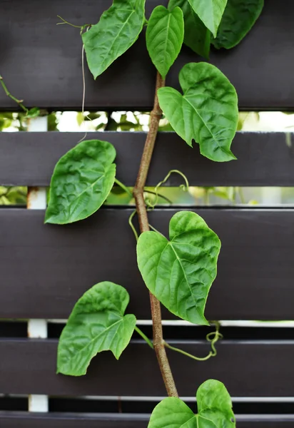 Abstrakter floraler Hintergrund — Stockfoto