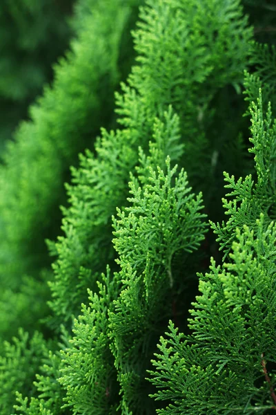 Árbol de ciprés — Foto de Stock