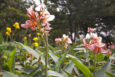 pembe canna çiçek bitki
