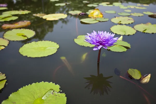 Paarse waterlily — Stockfoto