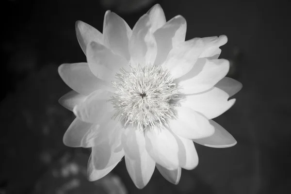 Closeup of waterlily — Stock Photo, Image