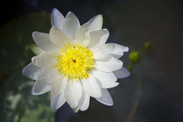 Primo piano della ninfee — Foto Stock