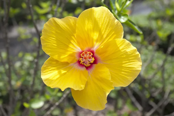 Hibisco amarelo — Fotografia de Stock