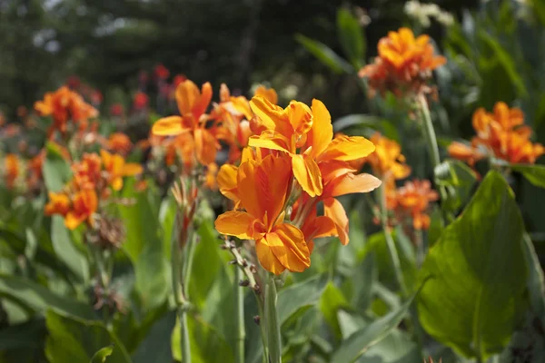 Naranja Canna plantas de flores —  Fotos de Stock