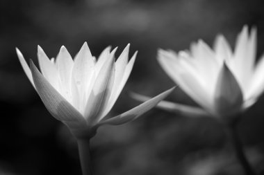 Siyah-Beyaz nilüfer