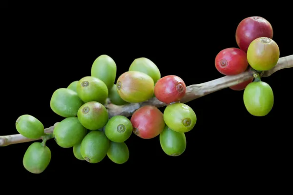 Oljeväxtfrukter — Stockfoto